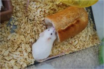 科学部3