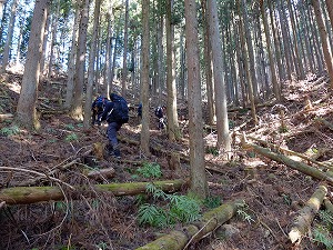 倒木の間を歩く