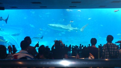 美ら海水族館