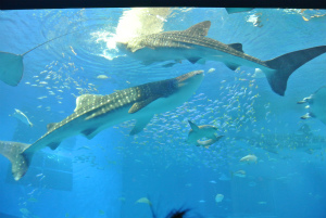 水族館