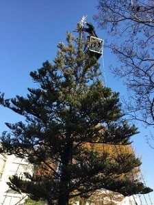 中学　クリスマスツリー点火式準備