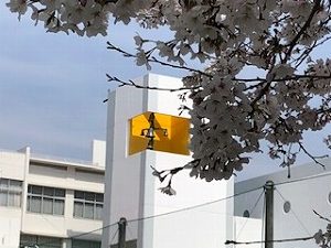 聖望学園グランドの桜です！